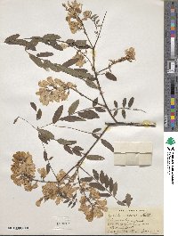 Robinia viscosa image