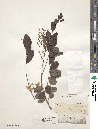 Robinia pseudoacacia image