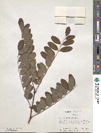 Robinia pseudoacacia image