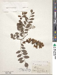 Robinia pseudoacacia image