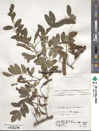 Robinia pseudoacacia image