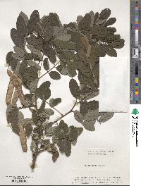 Robinia pseudoacacia image