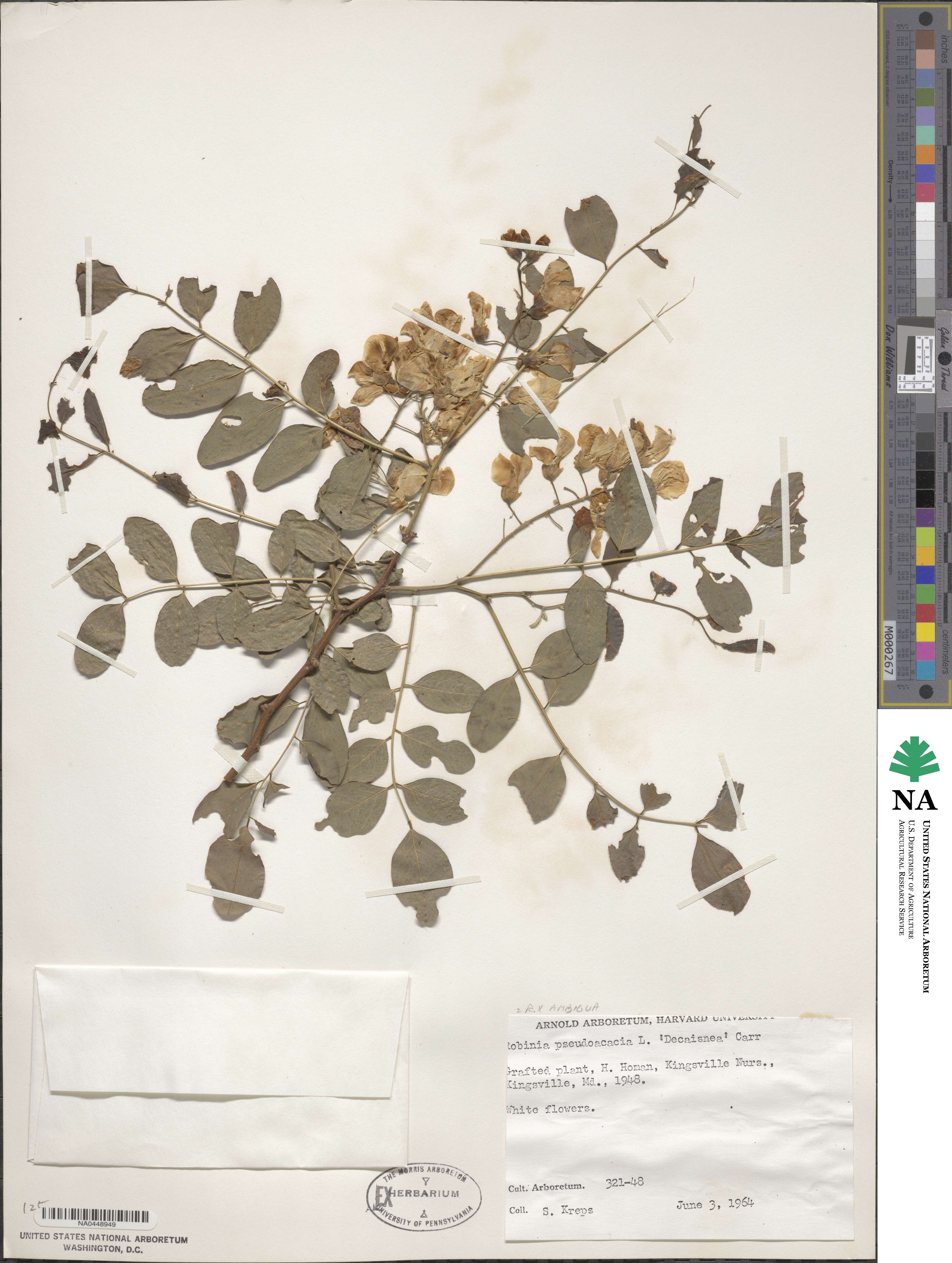 Robinia ambigua image