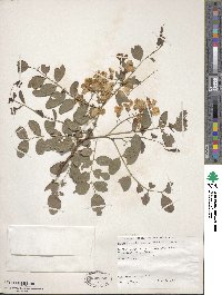 Robinia ambigua image