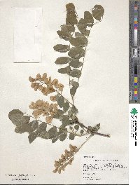 Robinia hispida var. rosea image