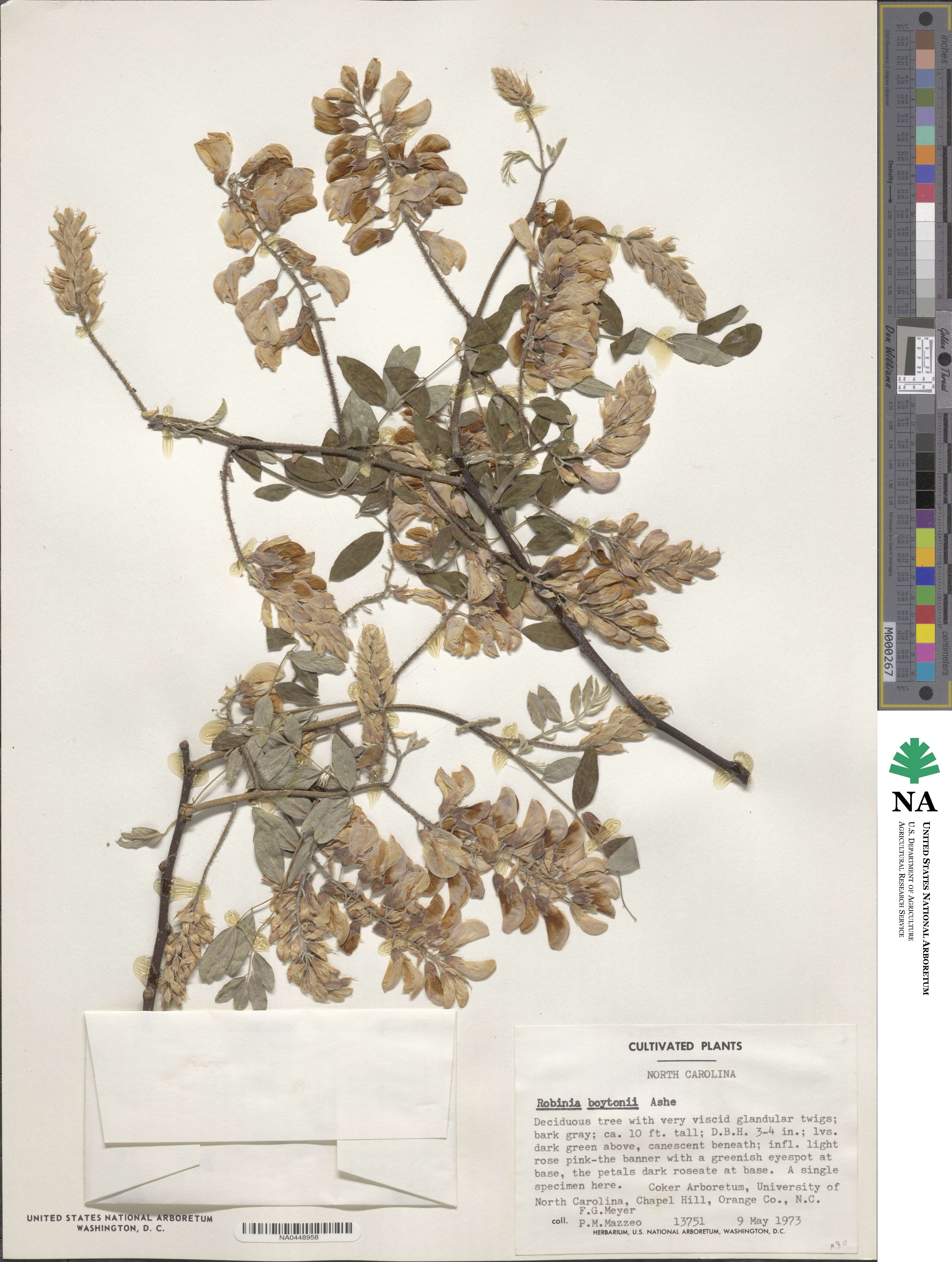 Robinia hispida var. rosea image