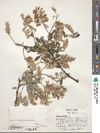 Robinia hispida image