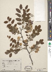 Robinia hispida image