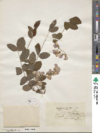 Robinia hispida var. nana image