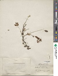 Robinia hispida image