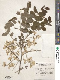 Robinia hispida image