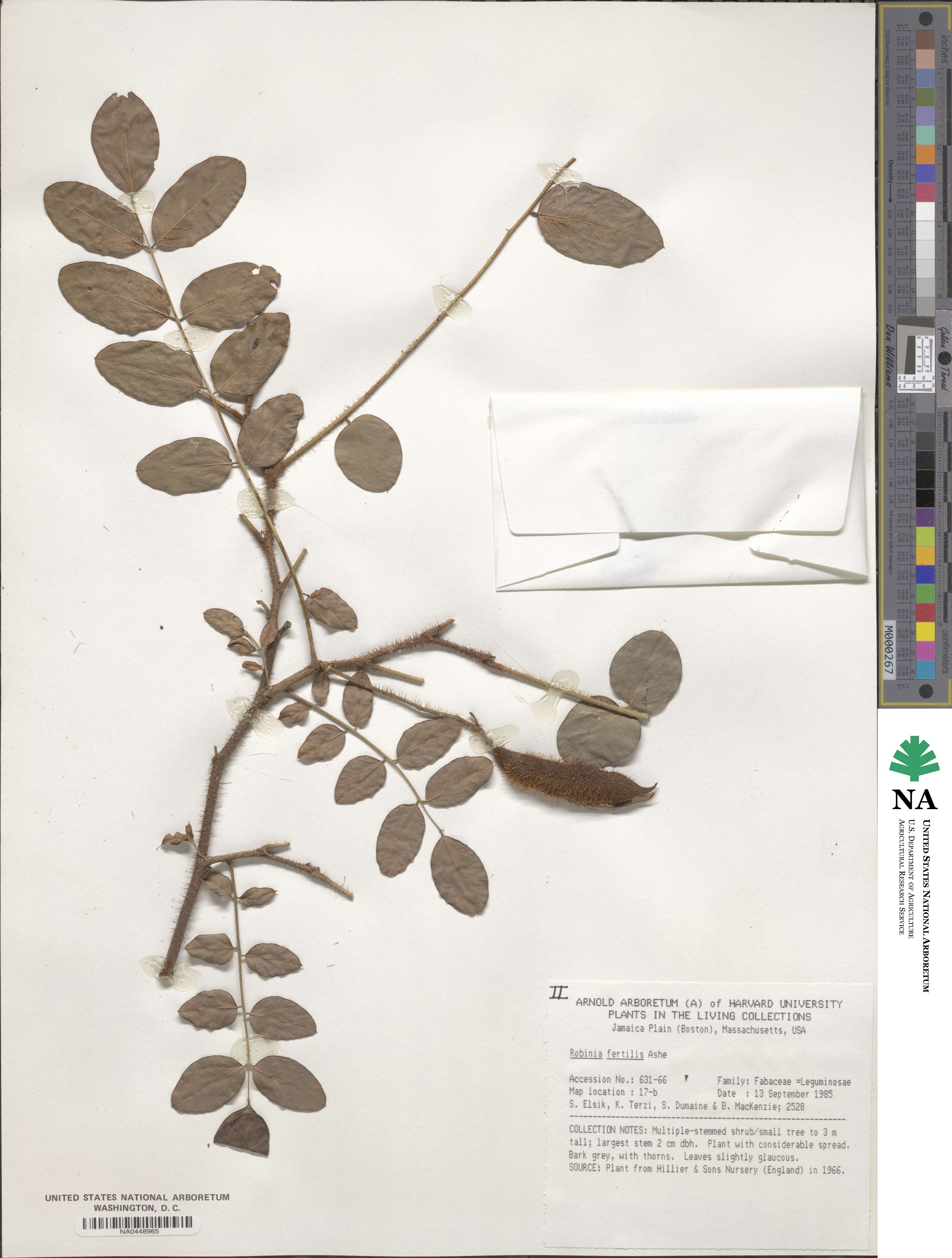 Robinia hispida var. fertilis image