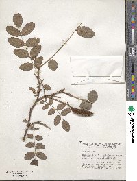 Robinia hispida image