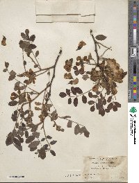 Robinia hispida image