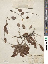 Robinia hispida var. fertilis image