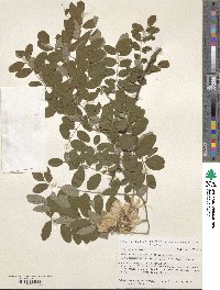 Robinia viscosa image