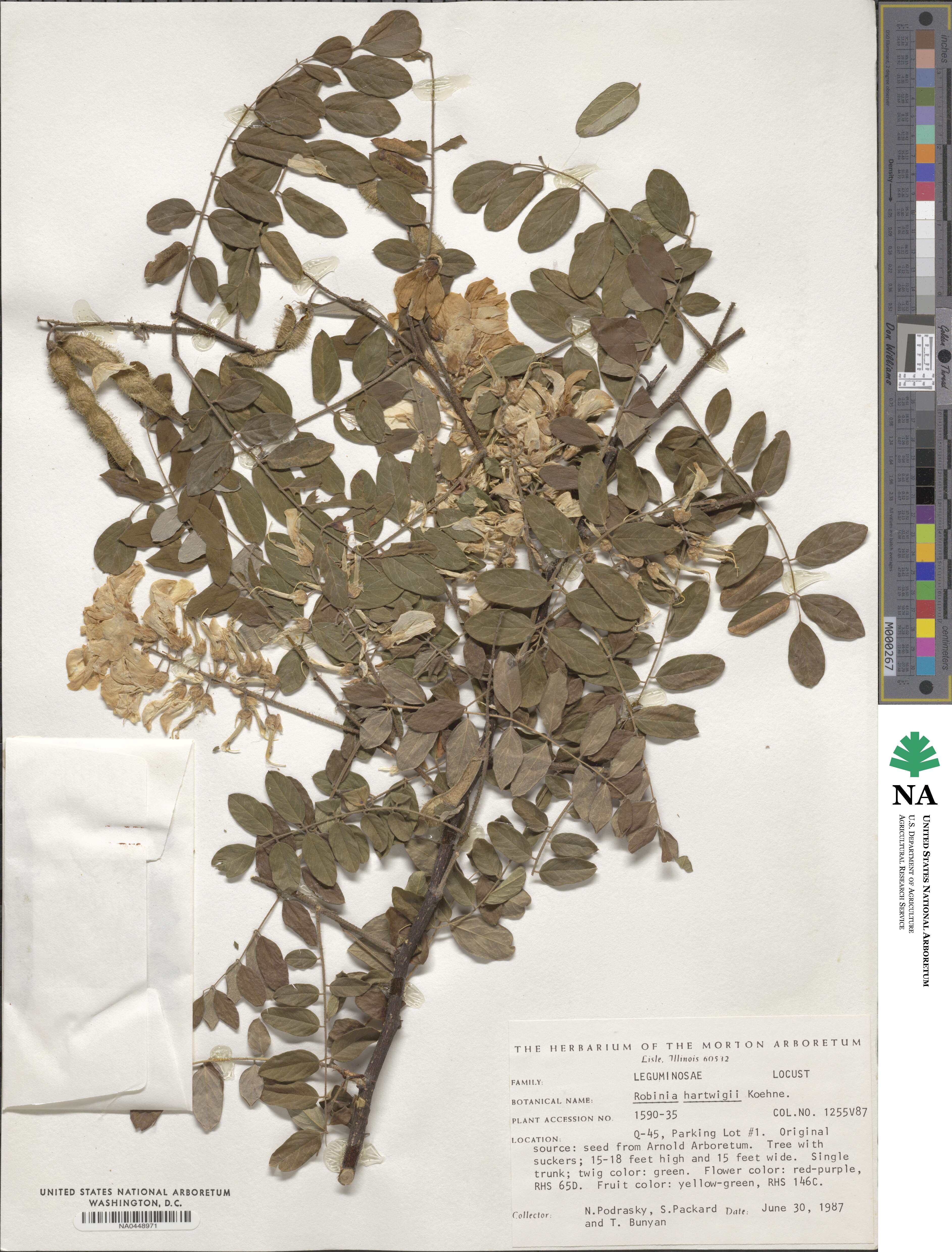 Robinia viscosa var. hartwigii image