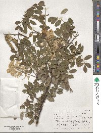 Robinia viscosa var. hartwigii image