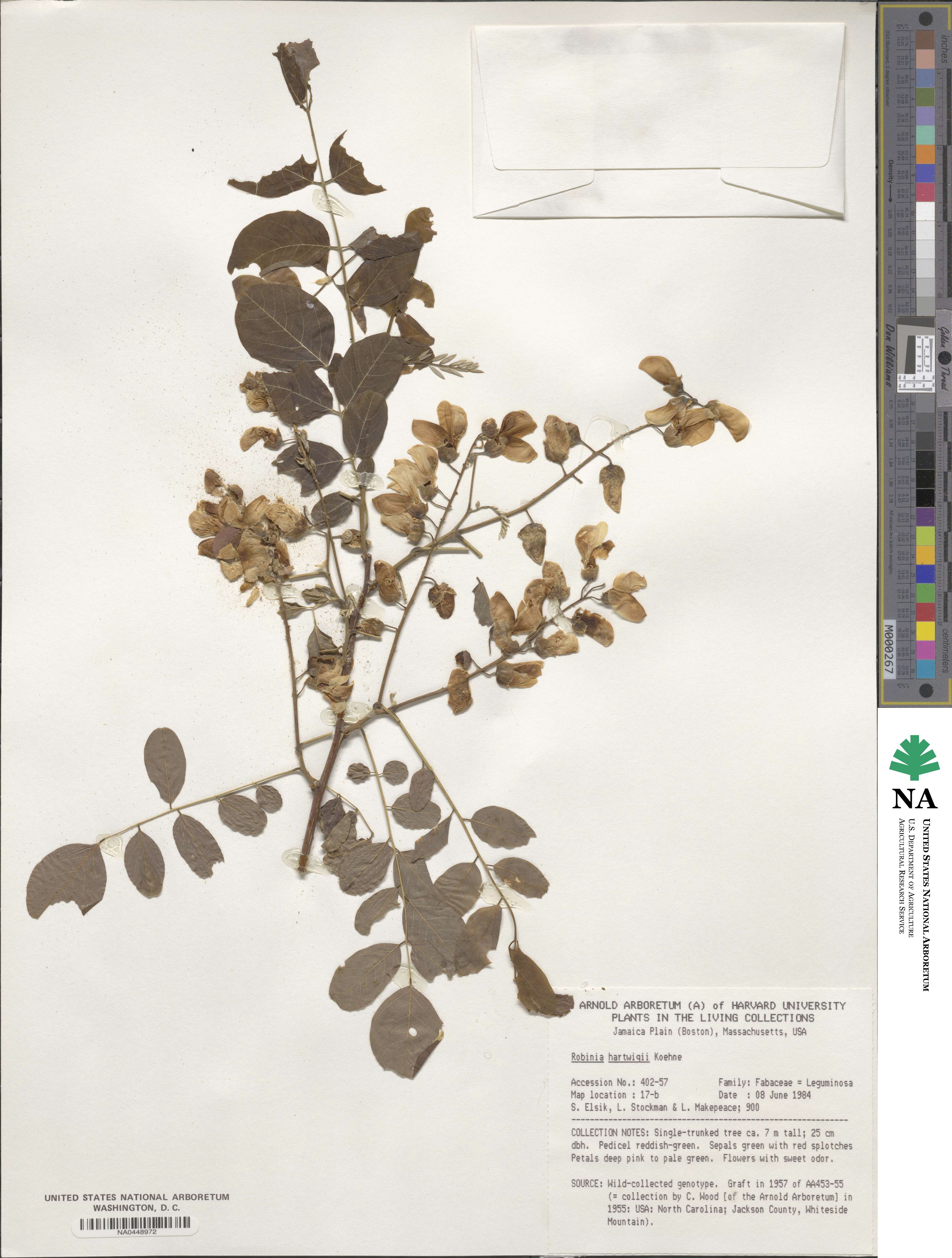 Robinia viscosa image