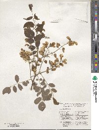 Robinia viscosa image