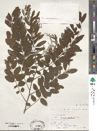 Robinia viscosa var. hartwigii image