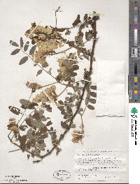 Robinia viscosa image