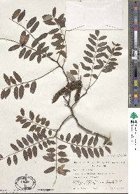 Robinia viscosa var. hartwigii image