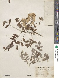 Robinia viscosa var. hartwigii image