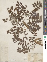 Robinia viscosa image