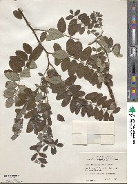 Robinia viscosa image