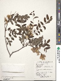 Robinia hispida image