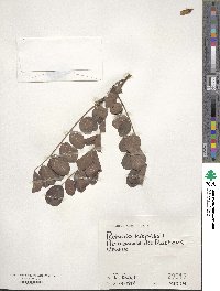 Robinia hispida image