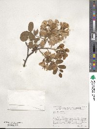 Robinia hispida image