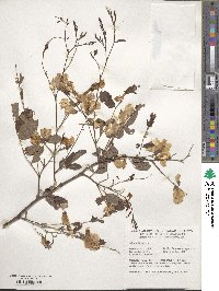 Robinia hispida image