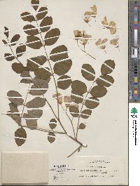 Robinia hispida image