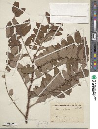 Robinia hispida image