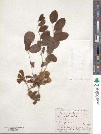 Robinia hispida image