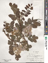 Robinia hispida image