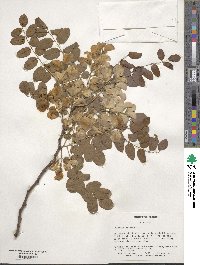 Robinia hispida image