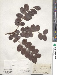 Robinia hispida image