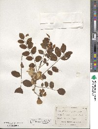 Robinia hispida image