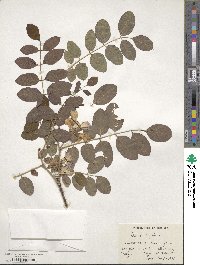 Robinia hispida image