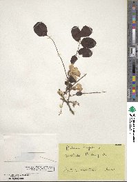 Robinia hispida image