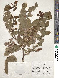 Robinia hispida image