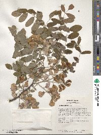 Robinia hispida image