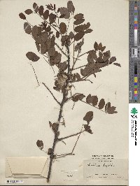 Robinia hispida image