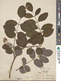 Robinia hispida image