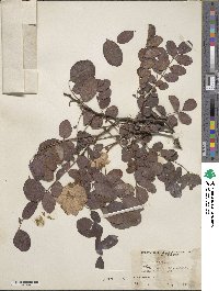 Robinia hispida image