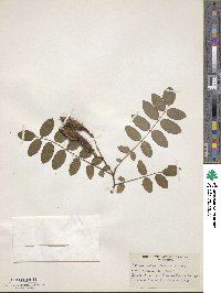 Robinia hispida var. fertilis image