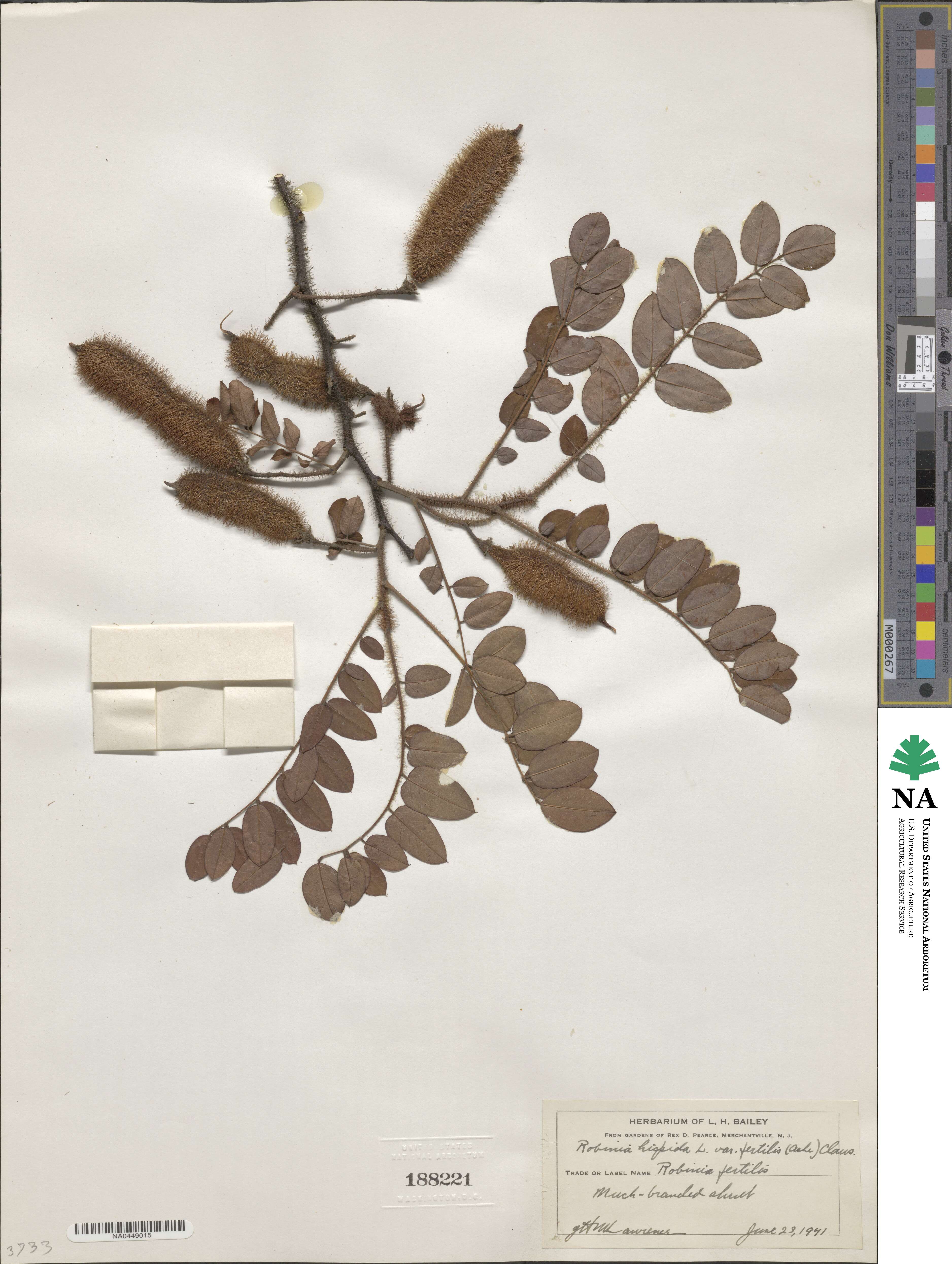 Robinia hispida var. fertilis image